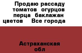 Продаю рассаду томатов, огурцов, перца, баклажан, цветов  - Все города  »    . Астраханская обл.,Астрахань г.